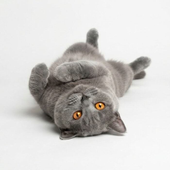 British Shorthair Cat