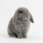 Netherland Dwarf Rabbit